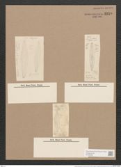 Frustulia rhomboides (Ehr.) De-Toni (de-Toni-Nr.: Genus 19, Species 1159) Zeichnungen Sammlung Grunow Nr. 2259 (NHMW-BOT-W0369366)
